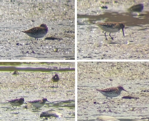 iNaturalist image