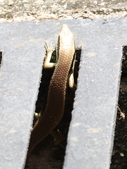Eutropis longicaudata