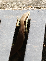Eutropis longicaudata