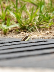 Eutropis longicaudata