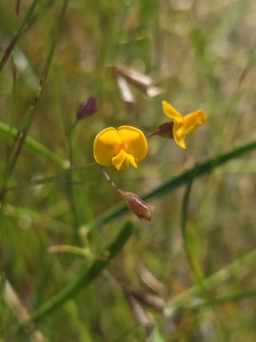 Daviesia reclinata observed 2026-07-23