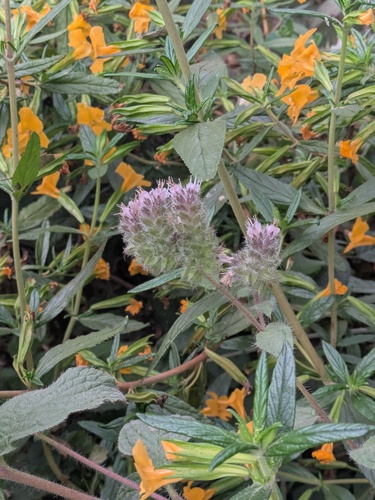 Phacelia californica, photograph 1