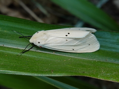 Spilarctia subcarnea