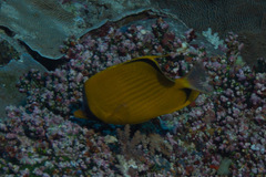 Chaetodon semeion