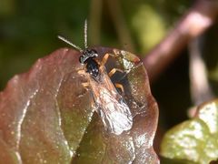 Athalia cordata