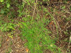 Asparagus volubilis
