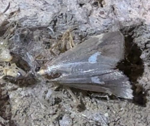 Cisthene liberomacula photo 2