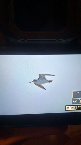 iNaturalist image