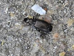 Syntomus foveatus