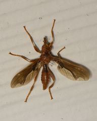 Pyrgota undata