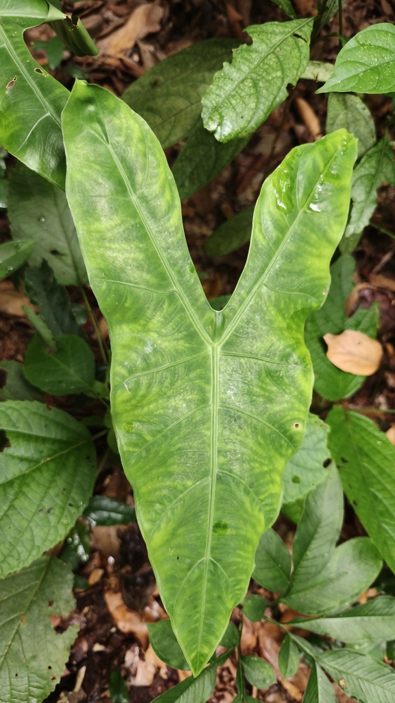 Ráy lá dài – Alocasia longiloba