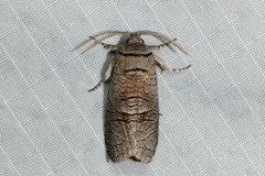 Culama suffusca