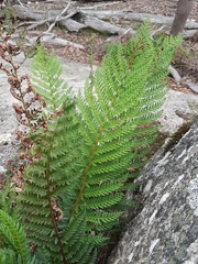 Polystichum proliferum