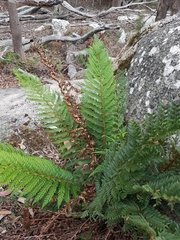 Polystichum proliferum