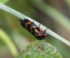Leptataspis rotundata