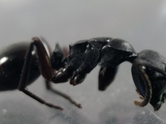 Polyrhachis templi