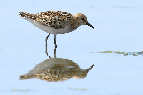 iNaturalist image