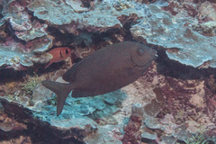 Siganus punctatus