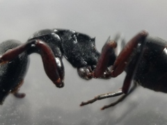 Polyrhachis templi