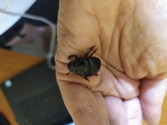 Dichotomius carolinus