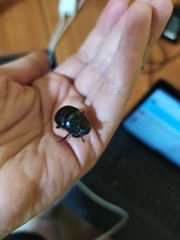 Dichotomius carolinus