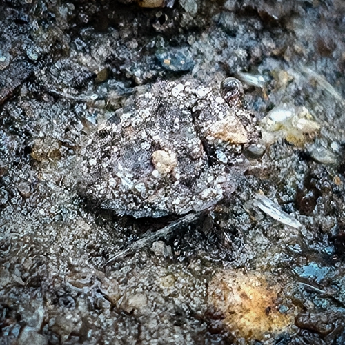 iNaturalist observation photo of Big-eyed Toad Bug