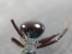 Polyrhachis templi
