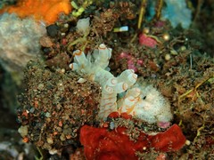 Bornella stellifera