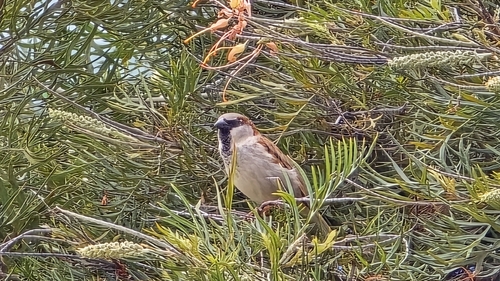 House Sparrow