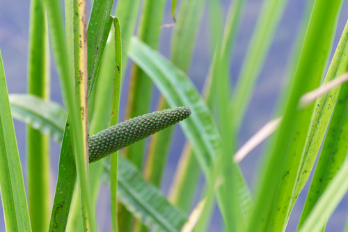 Наблюдение на iNaturalist
