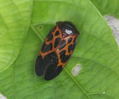 Leptataspis rotundata