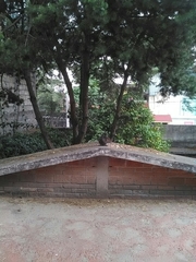 Sciurus aureogaster nigrescens