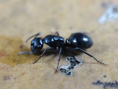 Polyrhachis templi