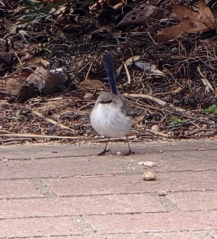 Superb Fairywren