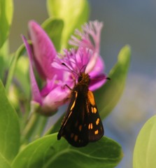 Metisella metis paris