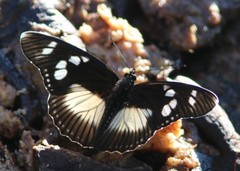 Pseudacraea lucretia