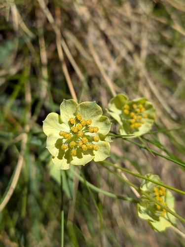 Bupleurum stellatum, photograph 3