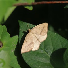 Palaeaspilates inoffensa