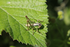 Sepiana sepium