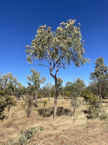 Plains Bloodwood