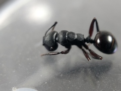 Polyrhachis templi
