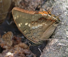 Charaxes ethalion ethalion