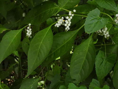 Deeringia polysperma observed 2026-07-22
