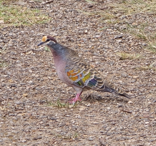Common Bronzewing