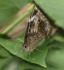 Paralethe dendrophilus junodi