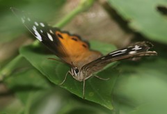 Paralethe dendrophilus junodi