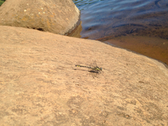 Phanogomphus kurilis