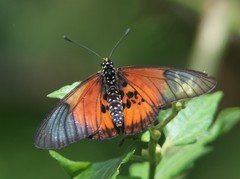 Acraea igola