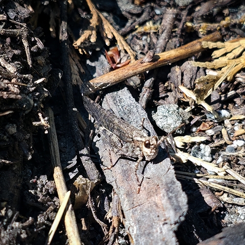 iNaturalist observation photo of Crackling Forest Grasshopper