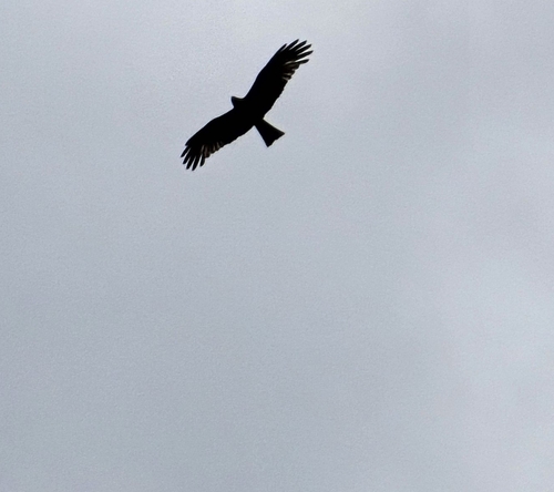 Square-tailed Kite